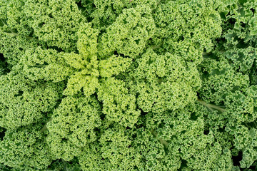 Close up of healthy green organic kale leaves