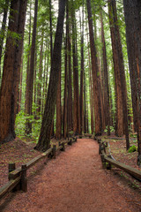 Redwood Grove