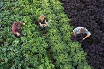 three people in field picking organic kale and vegetables