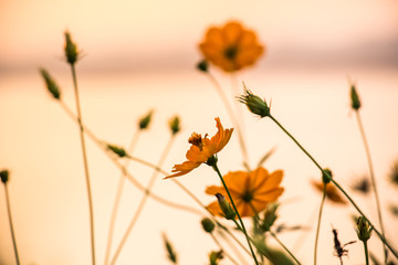 Abstract blur of Landscape sunset view at the river with cosmos flower for background
