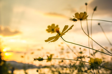 Abstract blur of Landscape sunset view at the riverwith cosmos flower for background