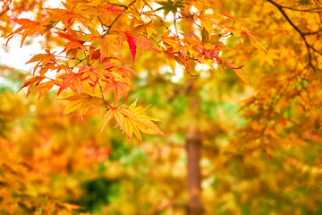 Maple leaves in autumn. Colorful Japanese maple leaves branch on natural bokeh.