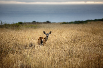 Story on 50th anniversary of Sea Ranch