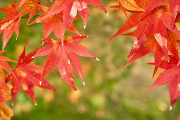Maple leaves in autumn. Colorful Japanese maple leaves branch on natural bokeh.