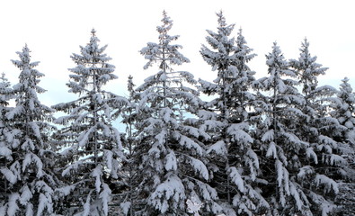 Snowy Christmas Tree.Momijidai green area West tennis court