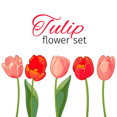 Pink and red tulips on white background. Vector illustration