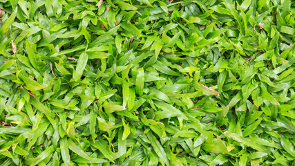 Green grass texture or Green grass background for design with copy space for text or image. Top view of natural green grass for golf course and soccer field.