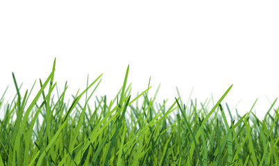 Grass with white background