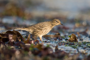 Meadow Pipit, Anthus pratensis