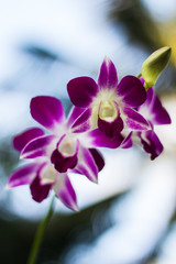 purple orchid flower with bokeh