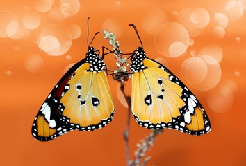 500px Photo ID: 93431459