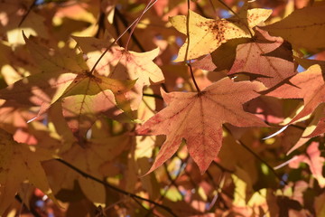 モミジバフウの紅葉