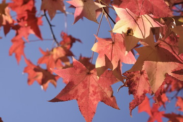 モミジバフウの紅葉