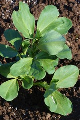 そら豆栽培・家庭菜園