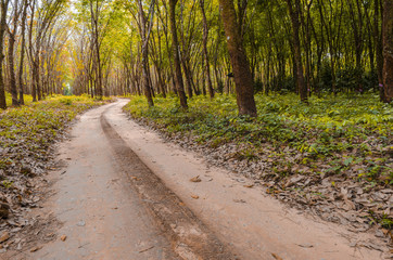 path through the beech trees in a forest in autumn colors with fallen leaves on the ground and on a foggy fall sunday morning.
