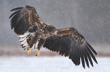 White tailed Eagle (Haliaeetus albicilla)
