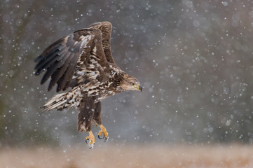 White tailed Eagle (Haliaeetus albicilla)
