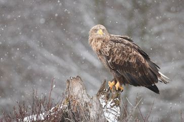 White tailed Eagle (Haliaeetus albicilla)