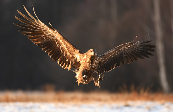 White tailed Eagle (Haliaeetus albicilla)