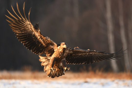 White tailed Eagle (Haliaeetus albicilla)