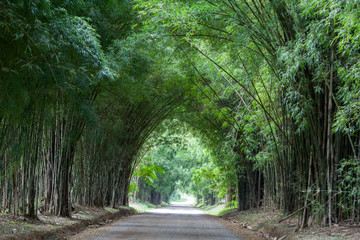 Bamboo tunnel and road