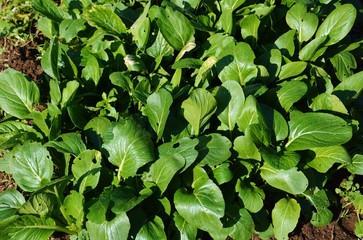 小松菜栽培・家庭菜園