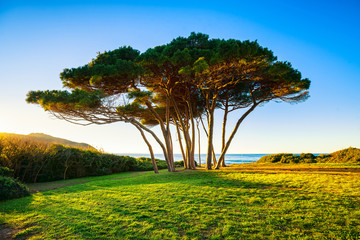 Maritime Pine tree group near sea and beach. Baratti, Tuscany.