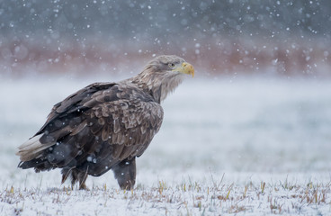 White tailed Eagle (Haliaeetus albicilla)