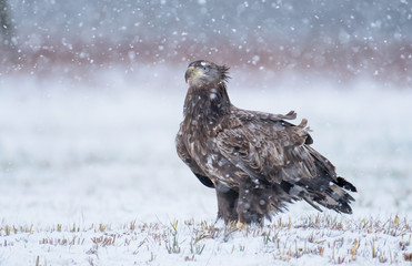 White tailed Eagle (Haliaeetus albicilla)