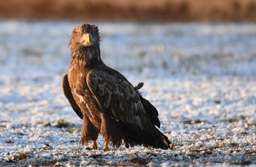 White tailed Eagle (Haliaeetus albicilla)