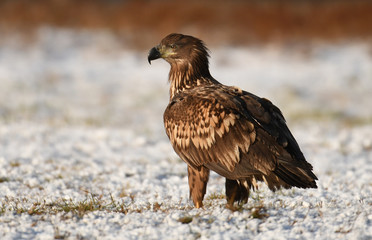 Fototapeta premium White tailed Eagle (Haliaeetus albicilla)