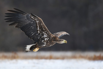 White tailed Eagle (Haliaeetus albicilla)