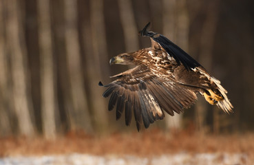 White tailed Eagle (Haliaeetus albicilla)