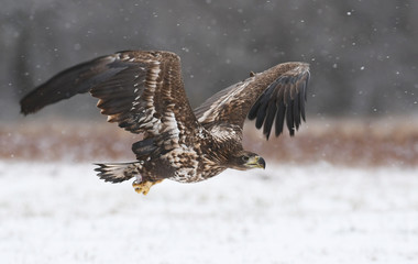 White tailed Eagle (Haliaeetus albicilla)