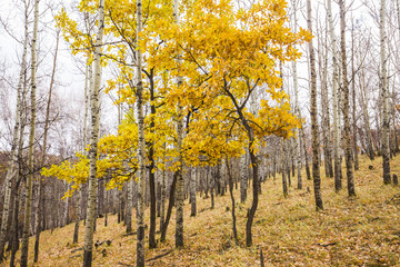 Fototapeta premium In autumn, trees on the hillside