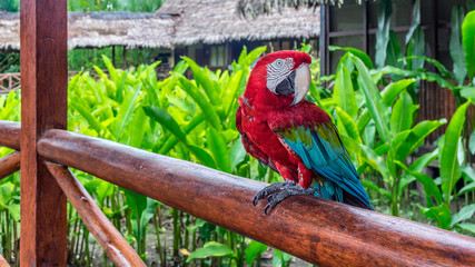 Grünflügler-Ara © LG imagraphation