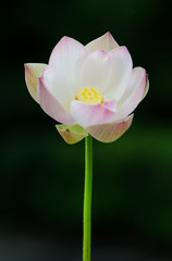 Fototapeta premium Lotus fresh flower