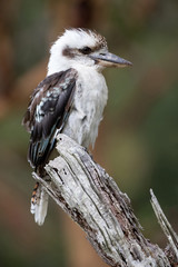 Kookaburra (Dacelo) sitting on branch