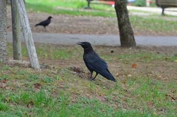 カラス