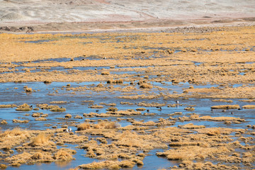 Vado Rio Putana in Atacama Desert, Chile.