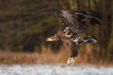 White tailed Eagle (Haliaeetus albicilla)