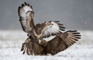 Common buzzard (Buteo buteo)