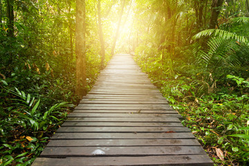 Pathway to jungle