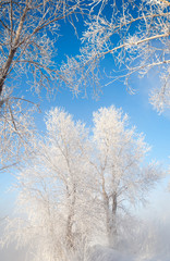 Winter landscape. Frost frost on the trees. Mist evaporation of