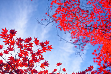 autumn leaves in kyoto japan