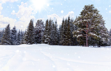 Spruce forest in winter. Winter landscape