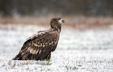 White tailed Eagle (Haliaeetus albicilla)