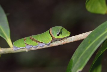 クロアゲハの幼虫