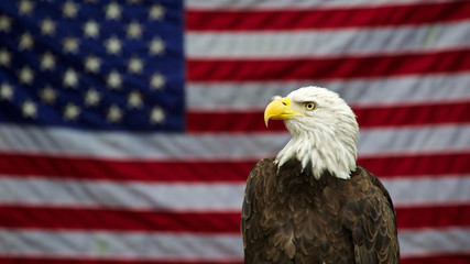 Bald Eagle and American Flag 