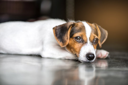 jack russell dog sleeping on the floor , selective focus and light effect.
